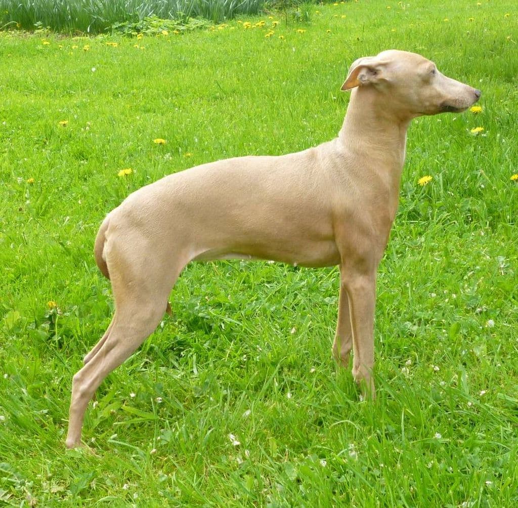 Pasqualina Skarak 1