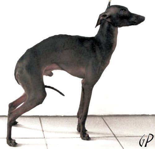 Rocco Italica 1