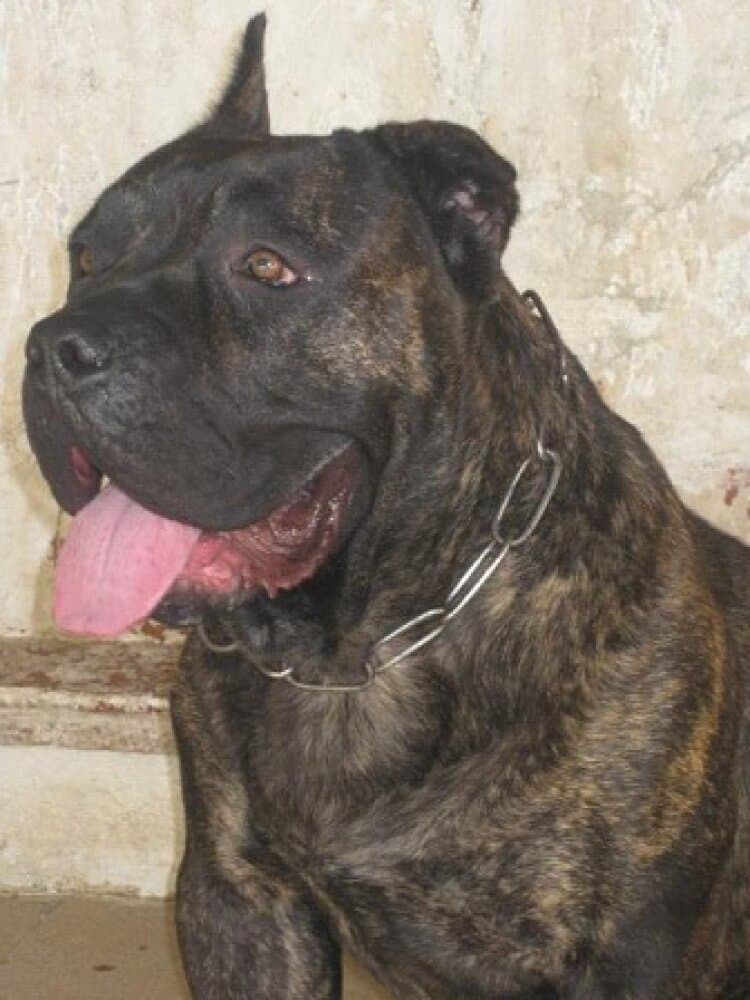 TACHA DE BARNACAN BULL 1