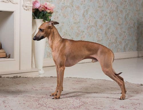 House Of Hounds Jean-Paul Gaultier 1