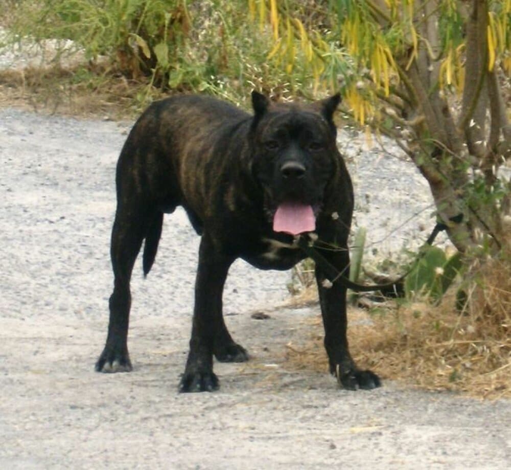 ERKO DE LA ISLA DE LOS VOLCANES 1
