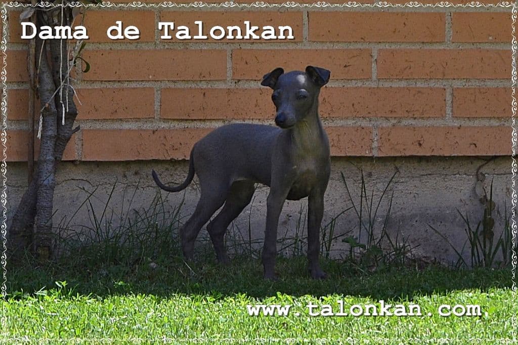 Dama De Talonkan 1