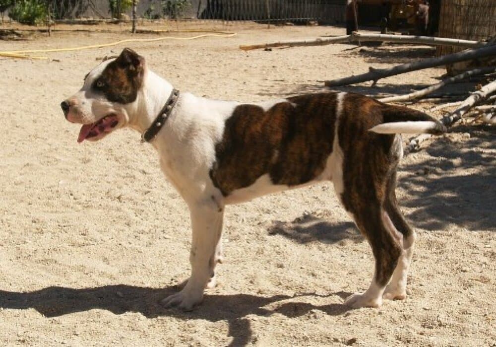 COSMINA DE KING ZULU 1