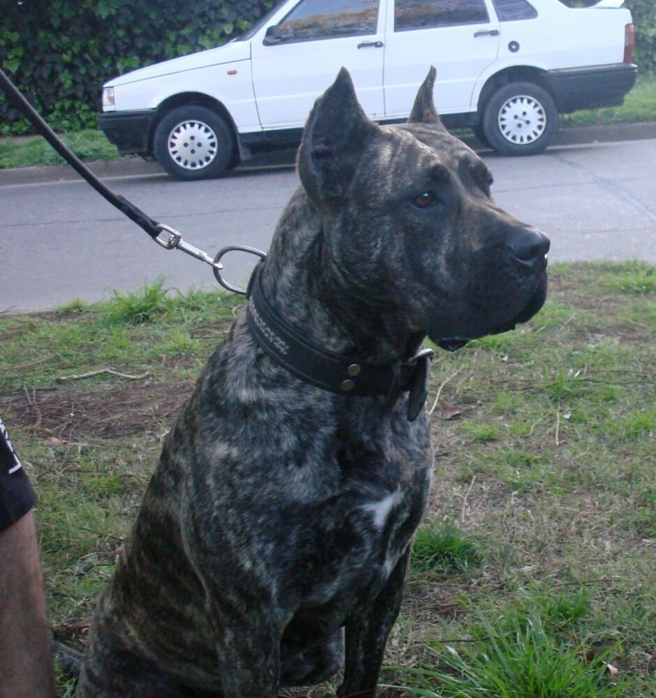 FURIA DE RANCHO BRAVO 1