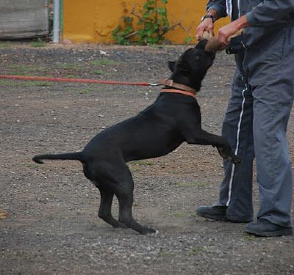 ARTEMI DEL ZUMACAN 1