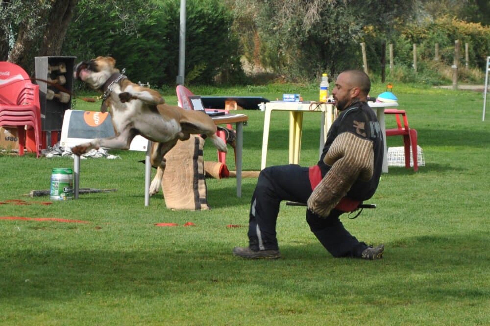 LUCAS DE KING ZULU 1