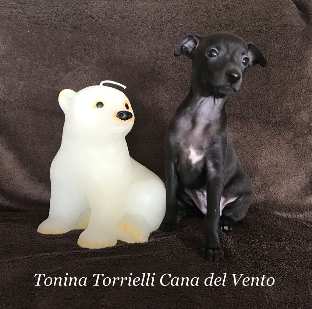 Tonina Torrielli Cana del Vento 1