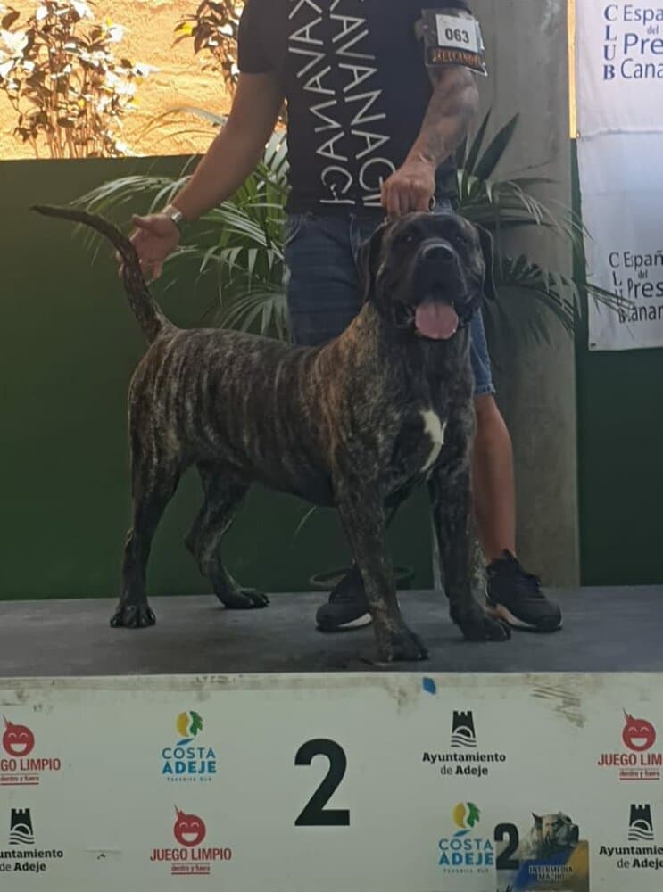 GUAYO CANARIKENNEL 1
