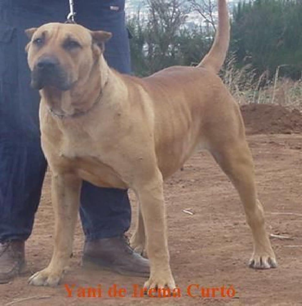 YANI DE IREMA CURTO 1