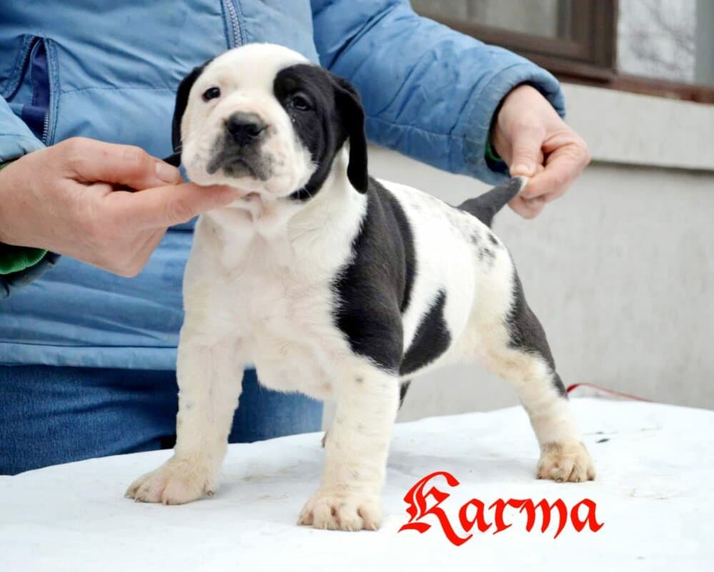 KARMA DE RADUCA 1