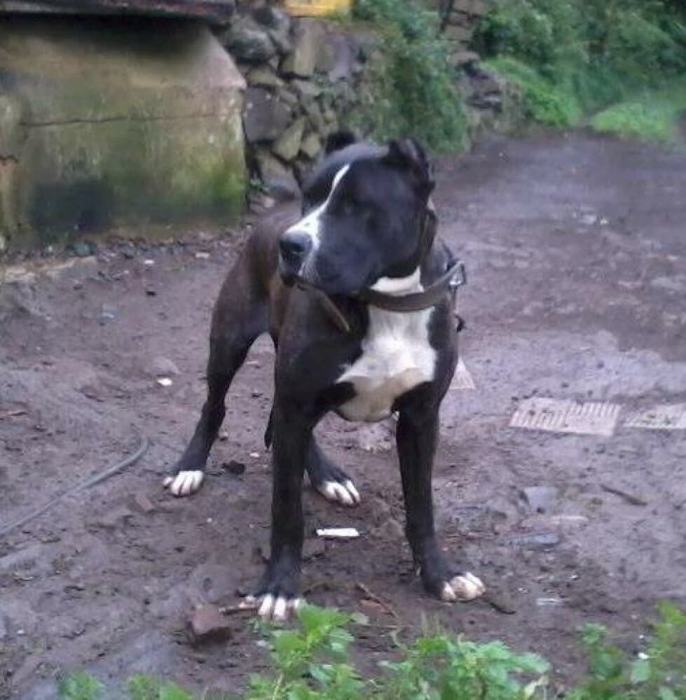 NEGRITO DE PERRO DE LA TIERRA 1