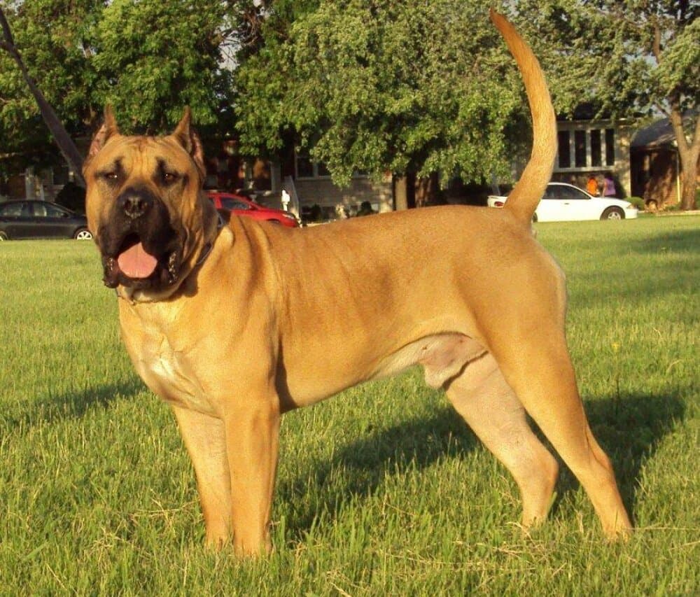 CRONUS DE GUADALCAN 1
