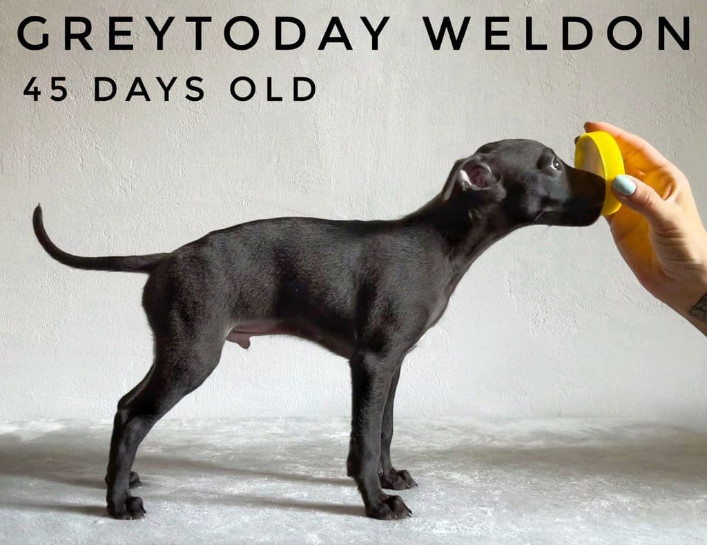 Greytoday Weldon 1