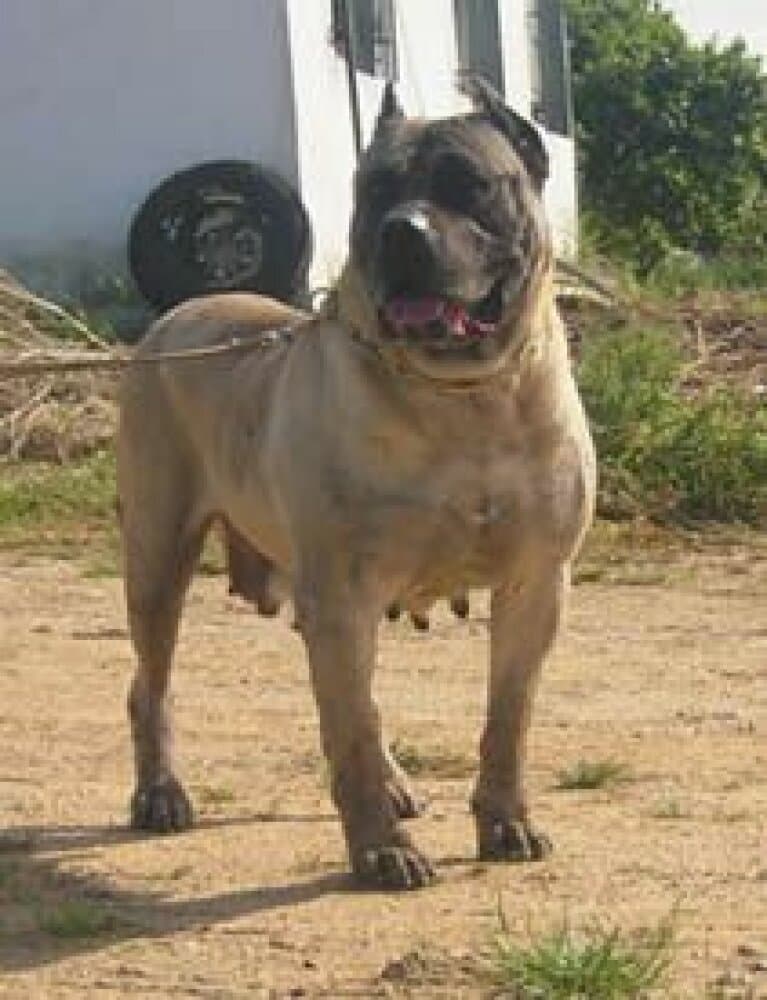 DALAS DE GUADALCAN 1