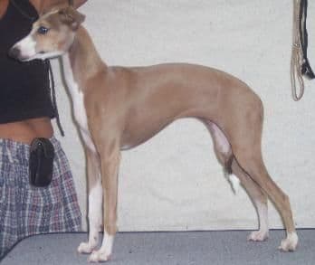 Marchwind Estrellita 1
