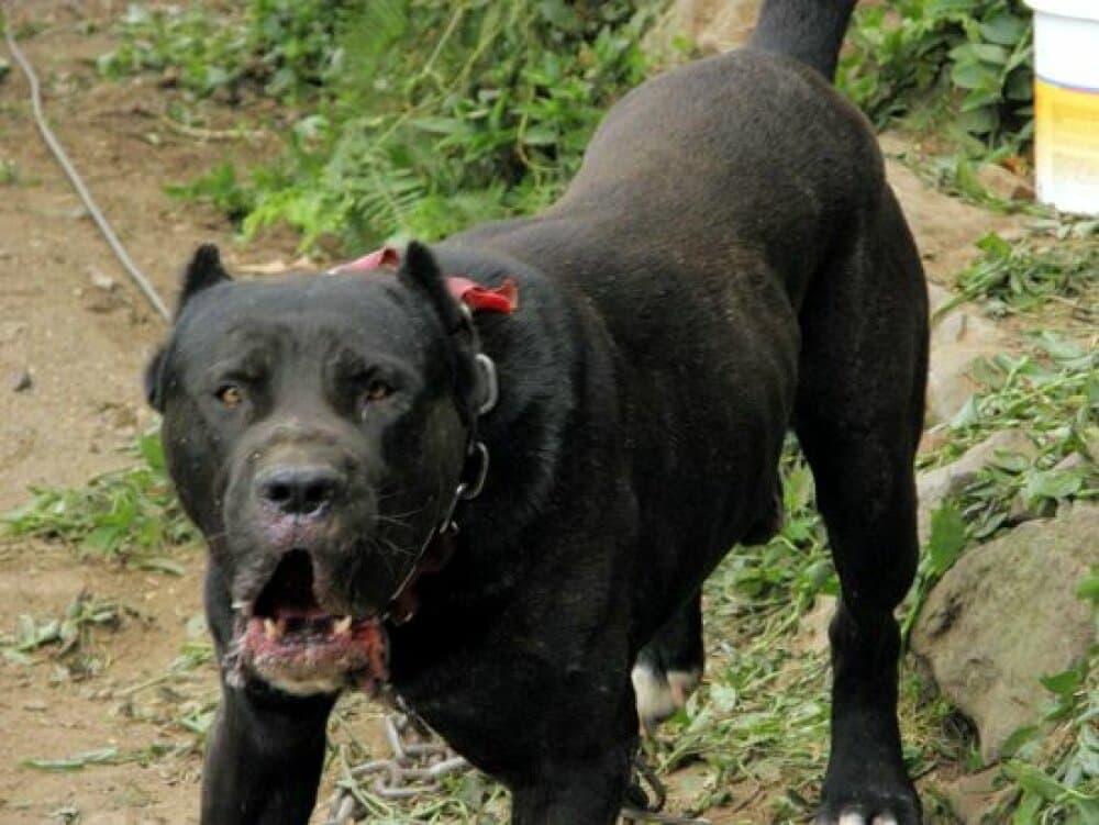 ARMICHE DE PERRO DE LA TIERRA 1