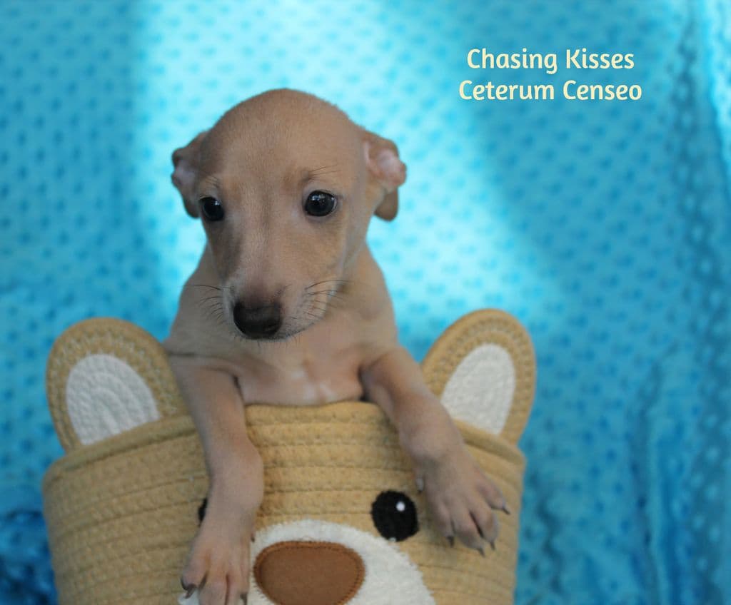 Chasing Kisses Ceterum Censeo 1