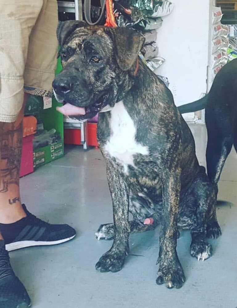 RAGNAR I DE KING ZULU 1