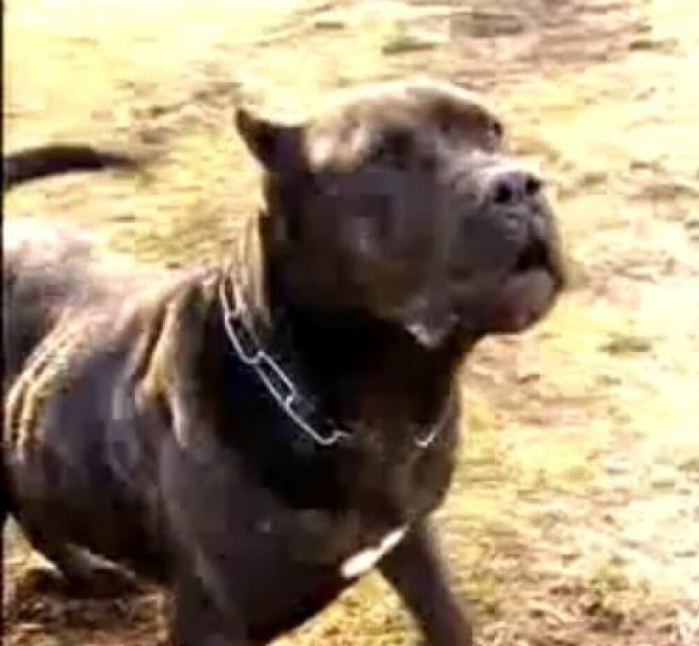 COTO DE KING ZULU 1