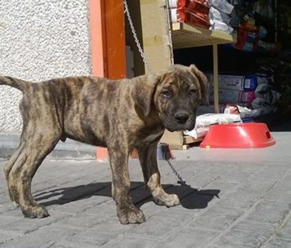 CESAR DE SOBRESALIR 1