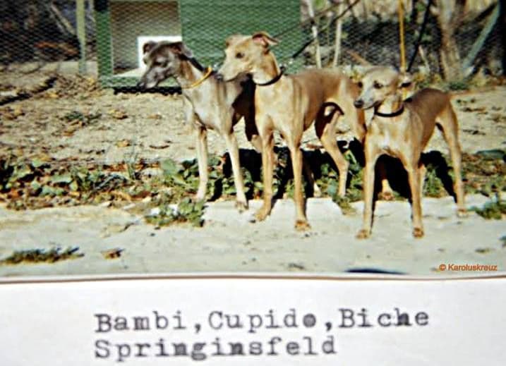 Biche Springinsfeld 1