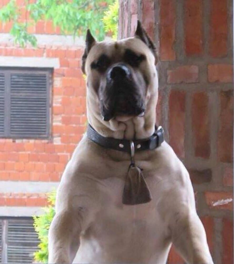 AUDITOR CAN Y CERO 1