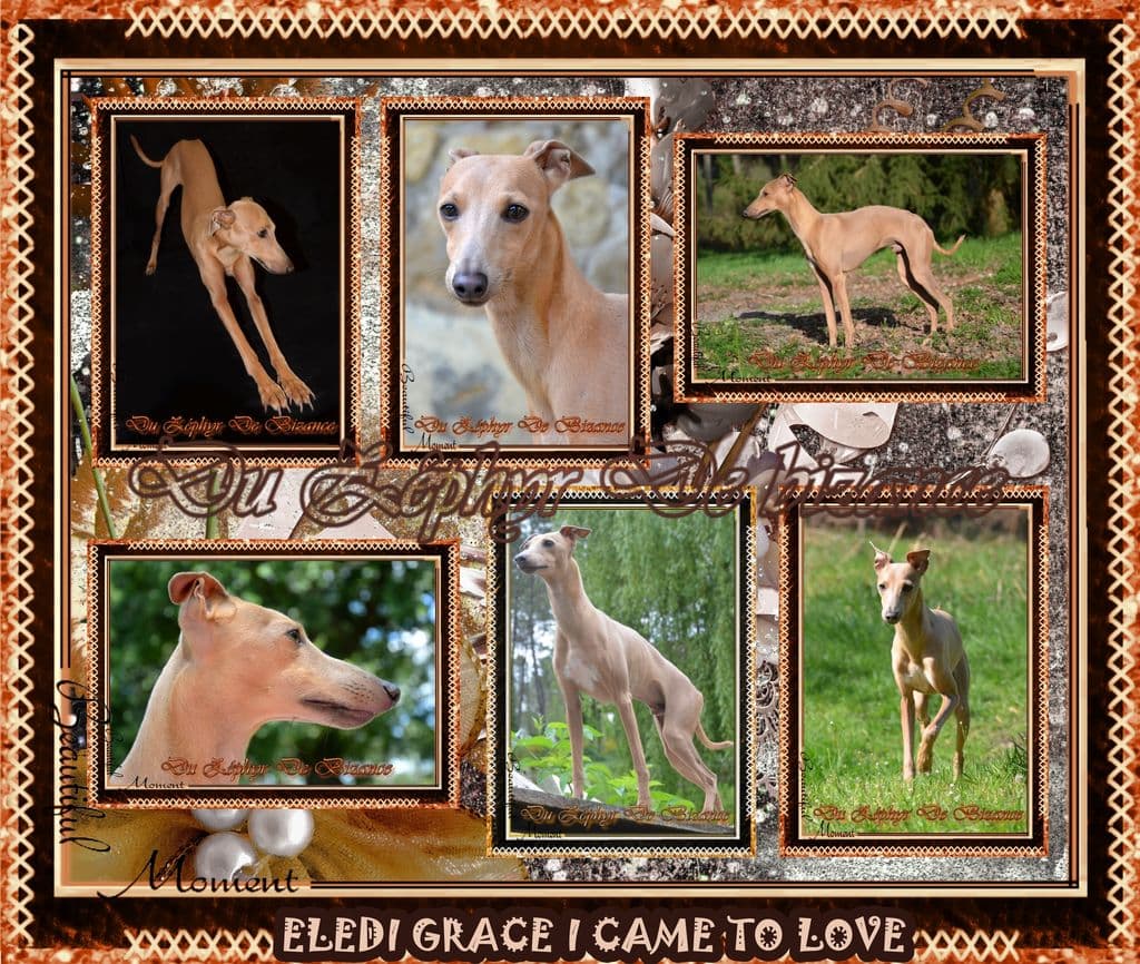 Eledi Grace I Came To Love 1