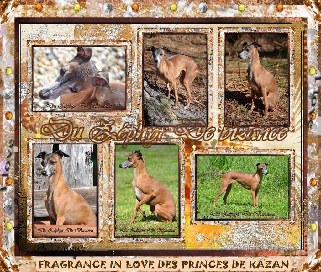 Fragrance In Love Des Princes De Kazan 1