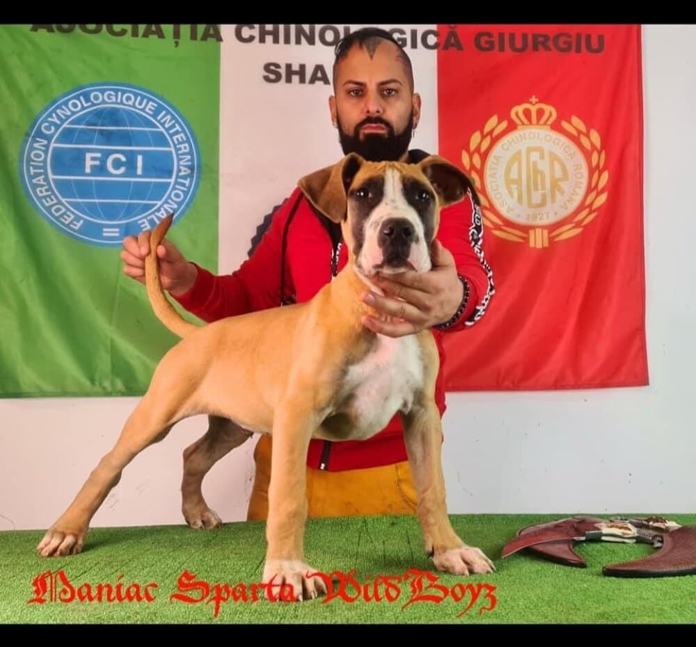 MANIAC DE SPARTA WILDBOYZ 1
