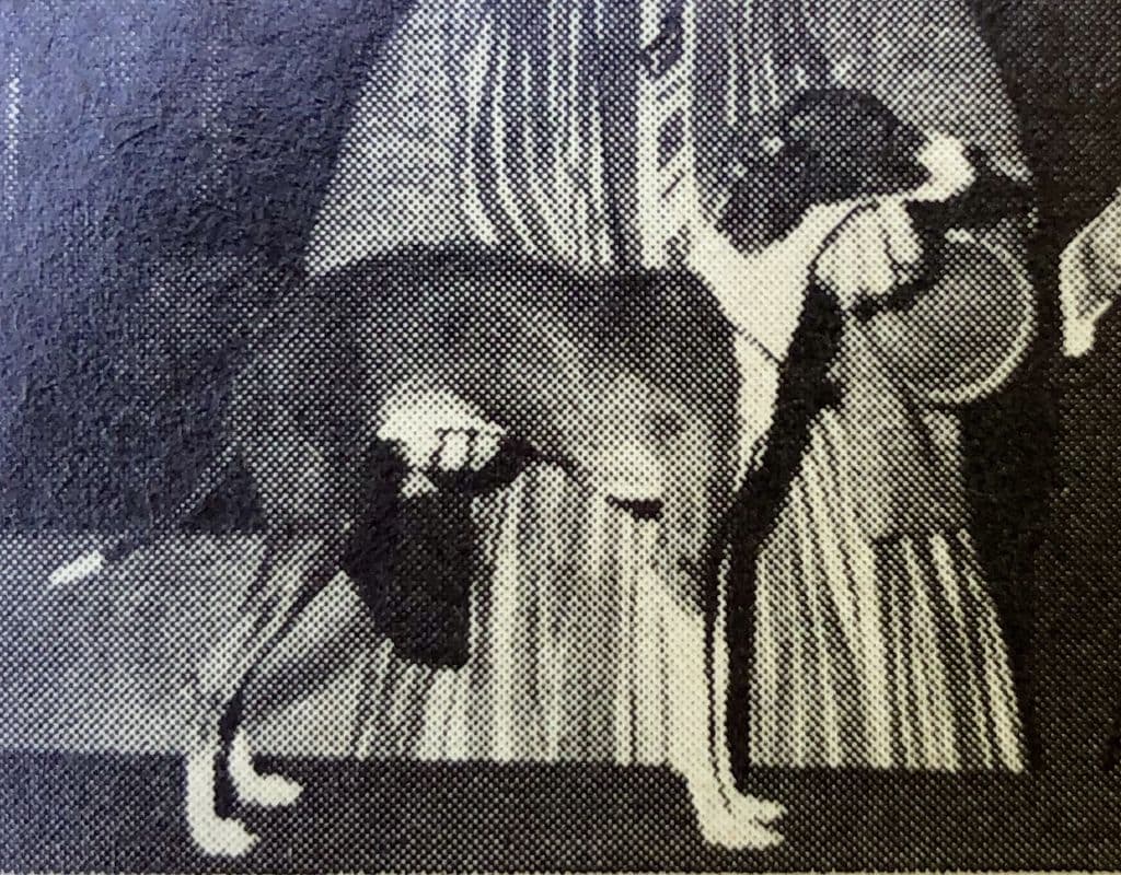Cadaran's Weeping Willie 1