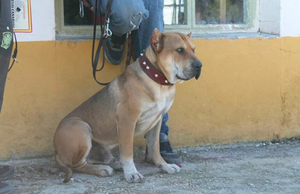 TIBET DE KING ZULU 1
