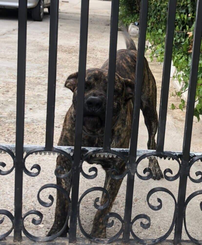 KIRO DE KING ZULU 1