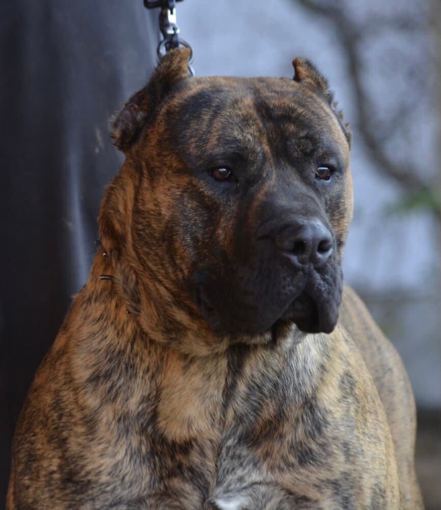 ARMAGEDON COLOSSUS OF BUKULJA 1