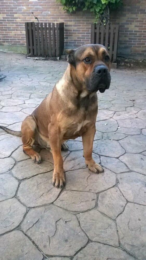 DRAGO DE KING ZULU 1
