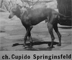 Cupido Springinsfeld (1945) 1