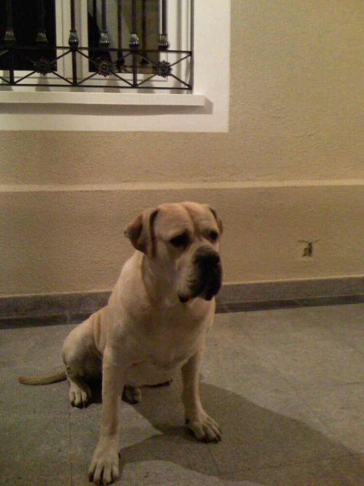 LEO I DE KING ZULU 1