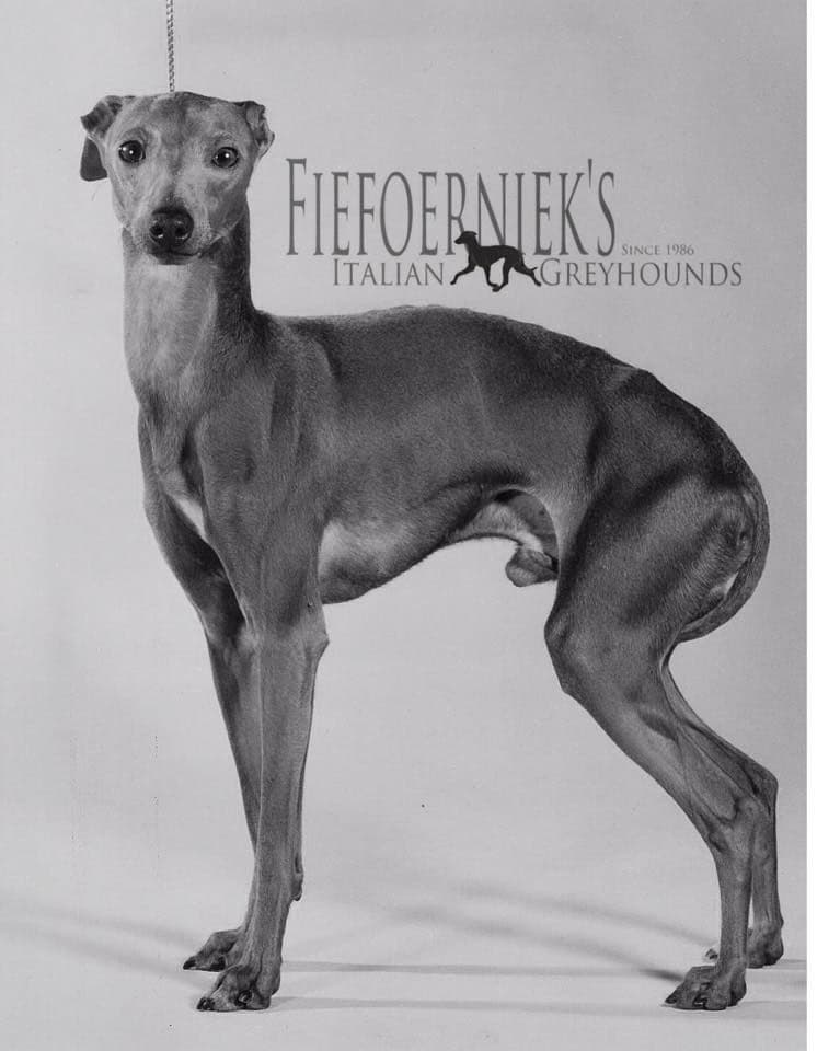 Fiefoerniek's Facsimile 1