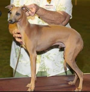 Xarnego Orlando Furioso 1