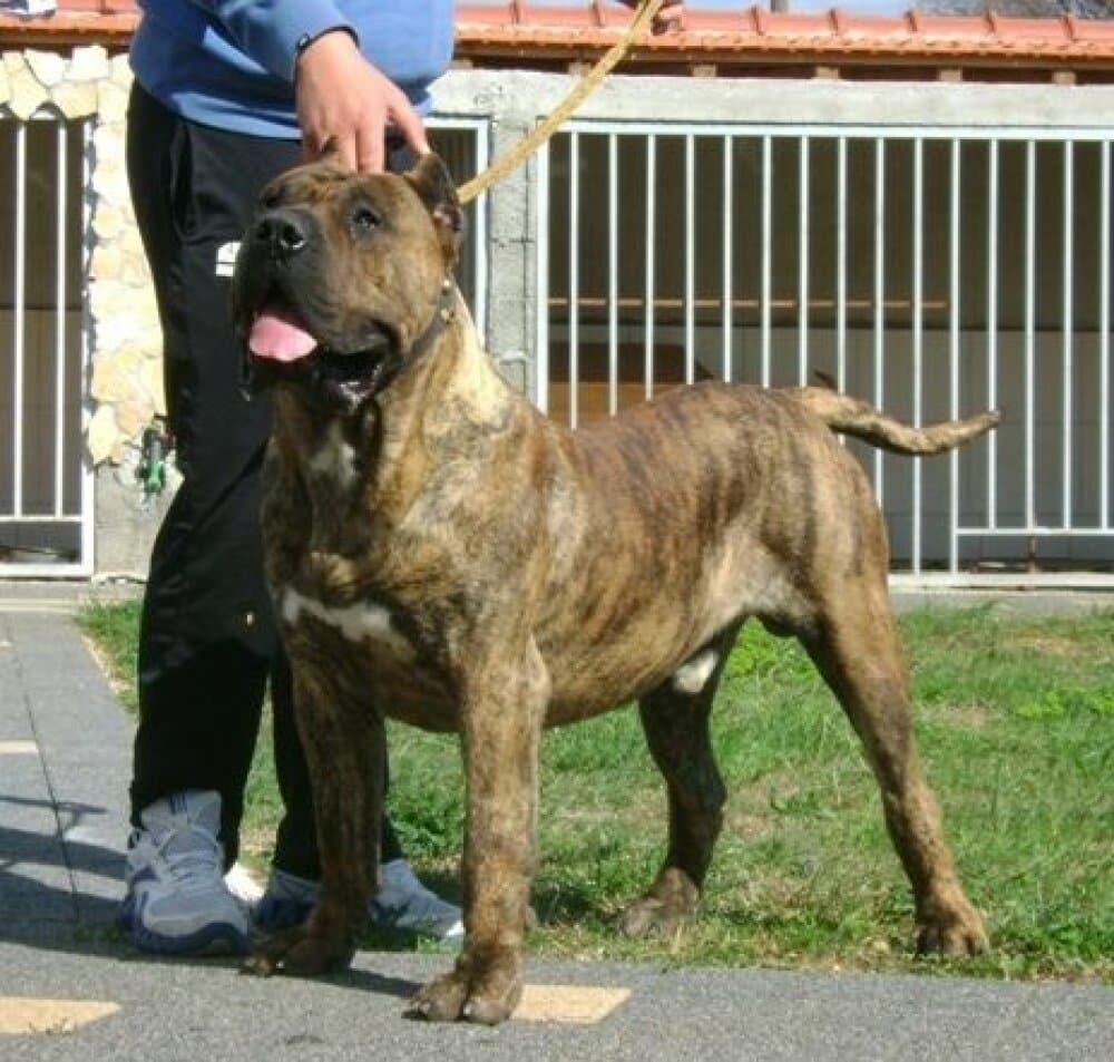 CID DE ROJO Y ORO 1
