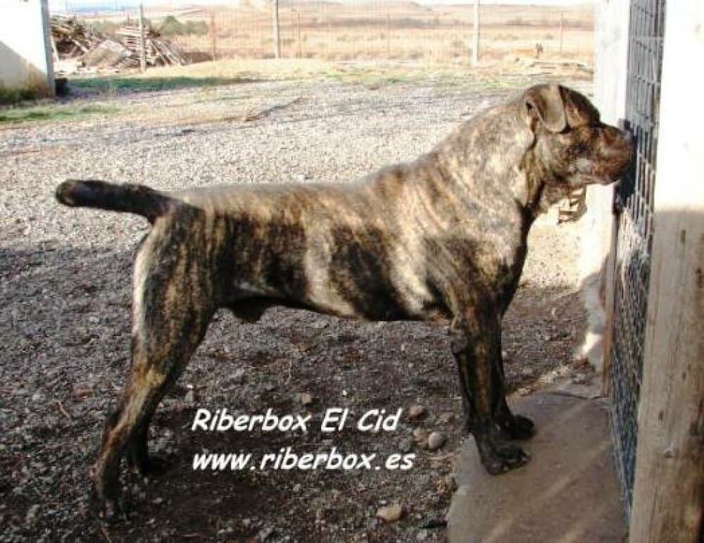 EL CID DE RIBERBOX 1