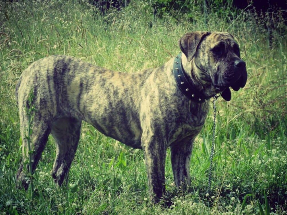 OLYMPIA ANTIVARI BULL 1