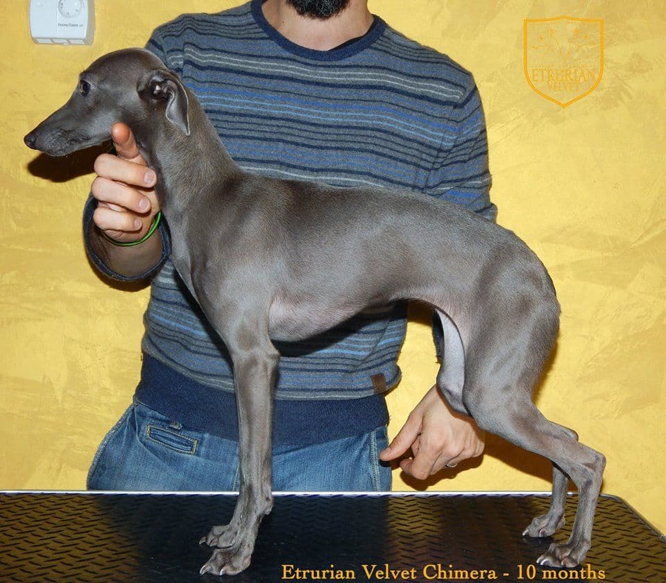 Etrurian Velvet Chimera 1
