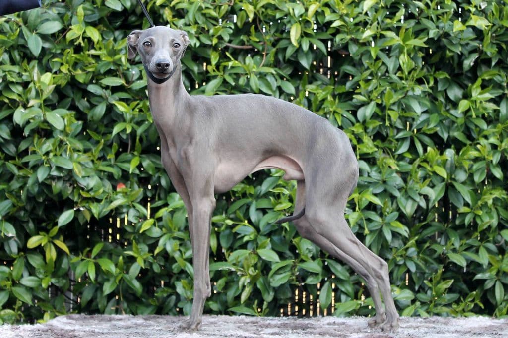 Lux Loral Valentino Vittorio 1