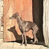 Mamz'Elle-Malice 1