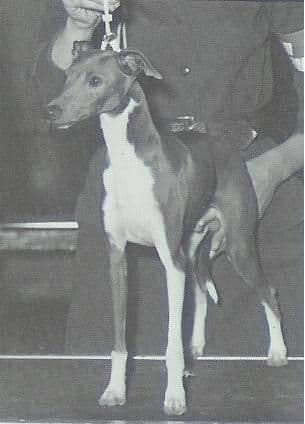 Nelshire's Jack Of Diamonds 1