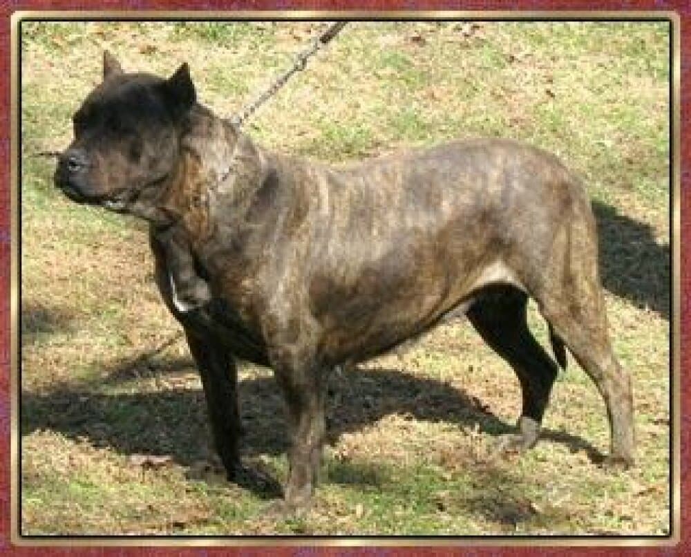 MY SHARONA OF TALL OAKS 1