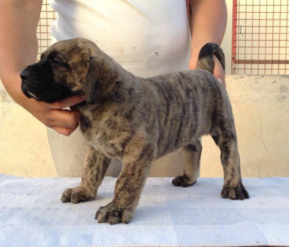 NOAH DE CIELO DE CANARIAS 1