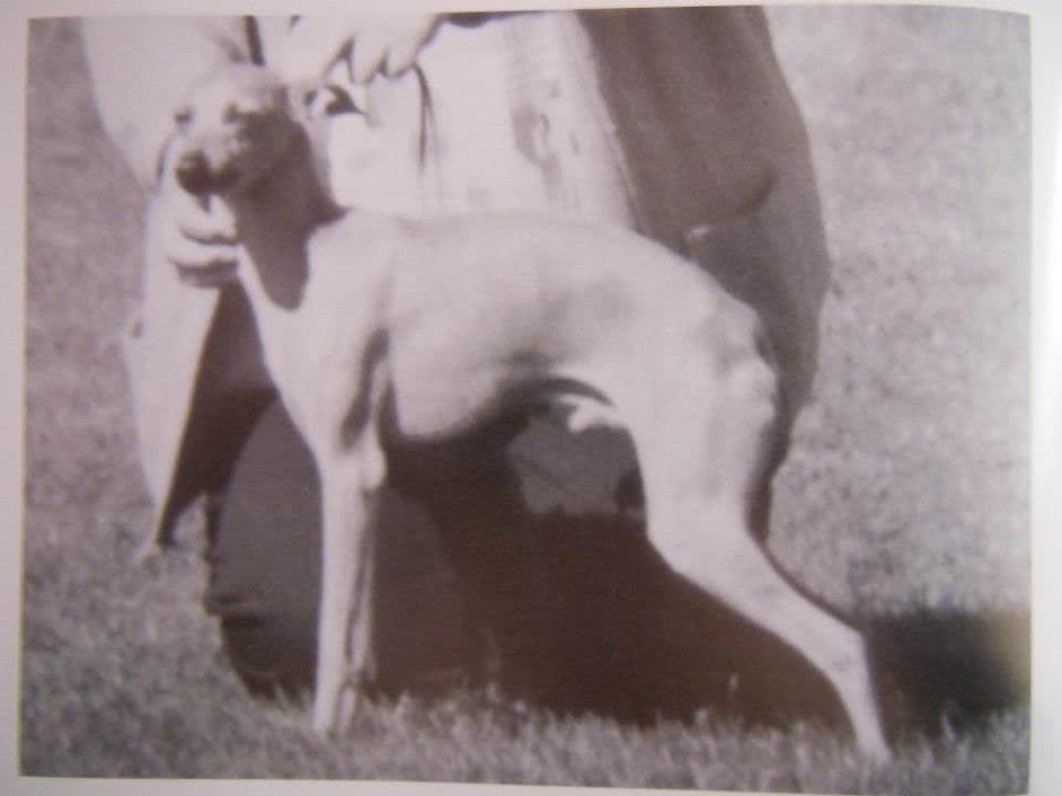 Atina Satchmo 1