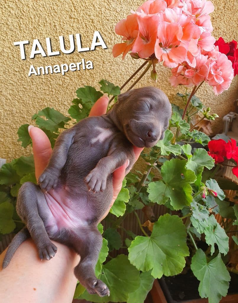 Talula Annaperla 1