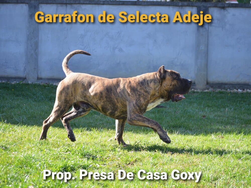 GARRAFON DE SELECTA ADEJE 1